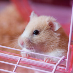 Hamster