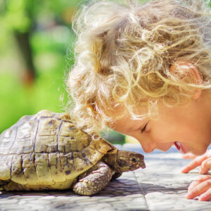 Skildpadder